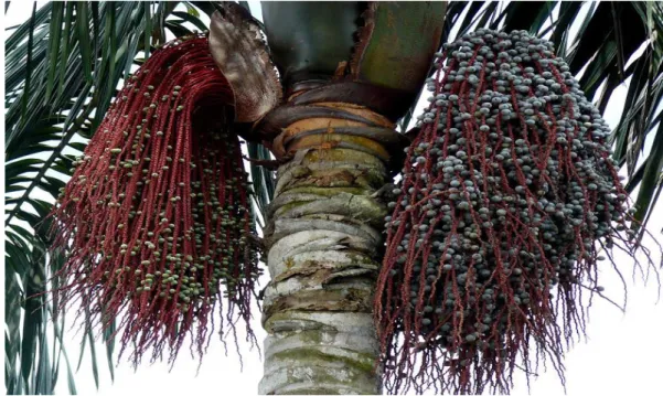Figura 1 - Bacabeira (Oenocarpus bacaba Mart.). (RONEY, 2015). 