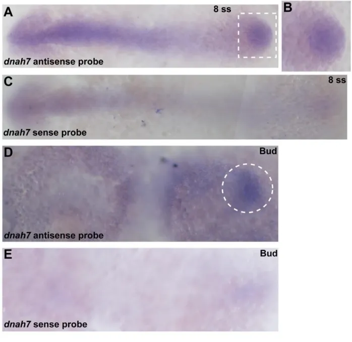 Figure 3 – figure supplement 1