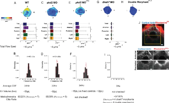 Figure 1. Different pkd2 manipulations impact on fluid flow pattern and KV volume.  