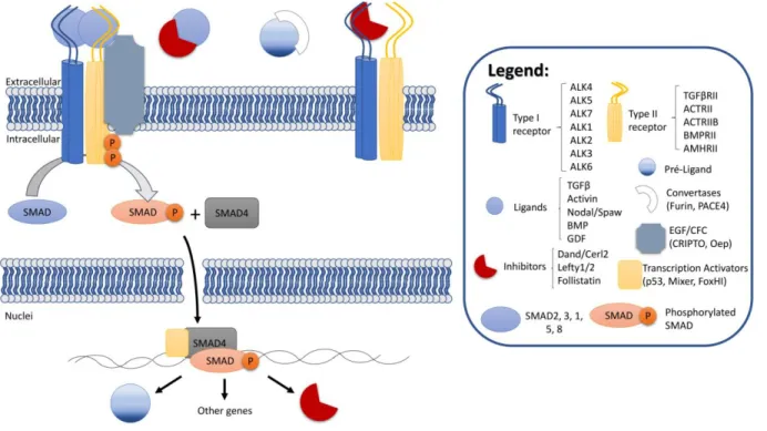 Figure 2 – TGF-β signalling pathway overview 