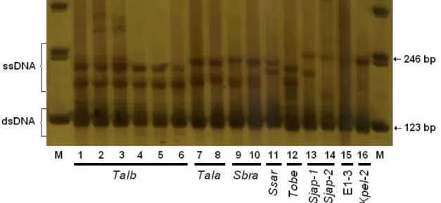 Figure 2. The SSCP pattern found for Brazilian samples (-BR) after electrophoresis in a 6% natural  polyacrylamide vertical gel stained with silver nitrate