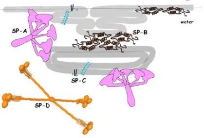 Figure 2. Structural models of surfactant proteins and their interaction with surfactant  phospholipid layer (from ref