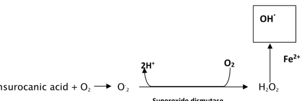 Figure 1- Production of reactive oxygen species (ROS) induced by UVA radiation (Adapted  from Brenneisen et al., 1998)