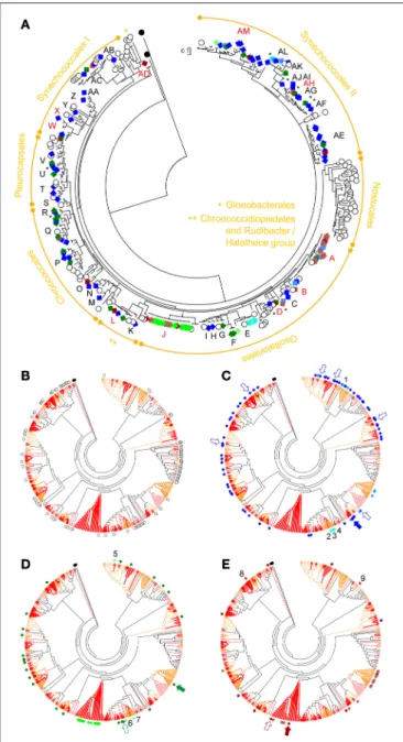 FIGURE 5 | Circular phylogenetic ML trees (log-likelihood of −15279.7163) based on cyanobacterial 16S rRNA gene sequences