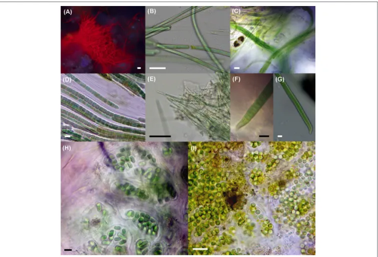 FIGURE 3 | Epifluorescence (A) and bright field micrographs (B–I) showing ubiquitous, abundant, or dominant cyanobacteria in the environmental samples