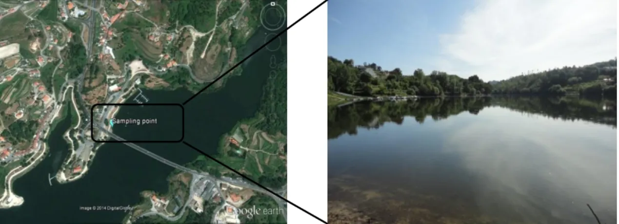 Figure  6.  Location  of  Parque  Fluvial  do  Tâmega  (image  obtained  using  Google  Earth  7.1.2.2041  software)  and  sampling site
