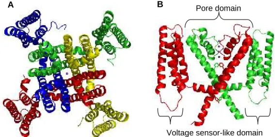 Figure  1.3:  Crystal  structure  of  the  MlotiK1  potassium  channel  transmembrane region,  in  a  ribbon  representation
