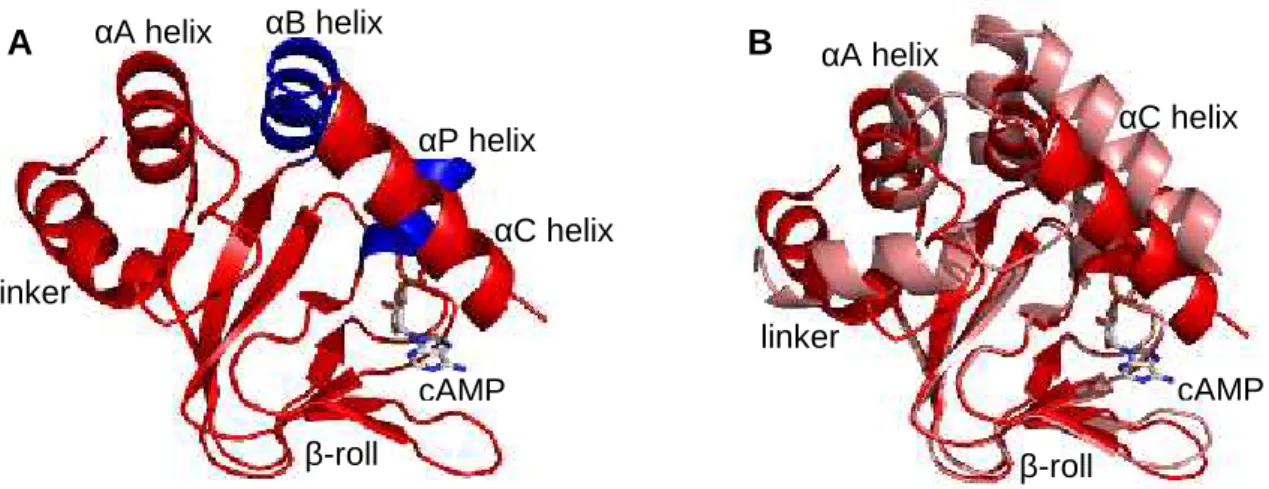 Figure  1.4:  Crystal  structures  of  MlotiK1  CNB  domain  in ribbon  representations, with bound cAMP represented in stick