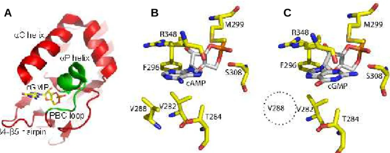 Figure  2.1:  Cyclic  nucleotide  binding  to  the  MlotiK1  CNB  domain.  (A)  The  CNB domain  structural  elements  (in  red  and  green)  that  form  the  ligand  binding  pocket  are indicated
