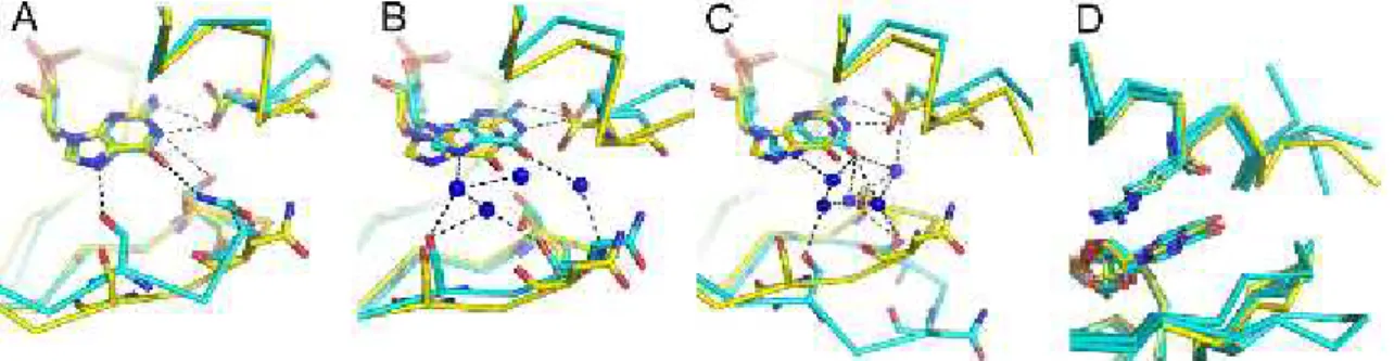 Figure  2.8: MD  simulation  conformations. View  of the  superposed  ligand  binding pockets  from  the  triple  mutant  crystal  structure  (yellow  stick)  and  from  MD  simulation snapshot  models  (cyan)  in  the  (A)  closed,  (B)  semiclosed  and  