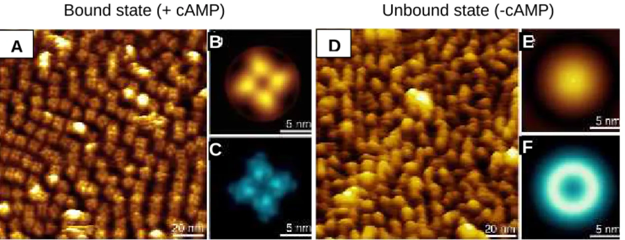 Figure 3.4: AFM images of MlotiK1 R348A-packed membranes in the presence (A to C) and in the absence (D to F) of cAMP