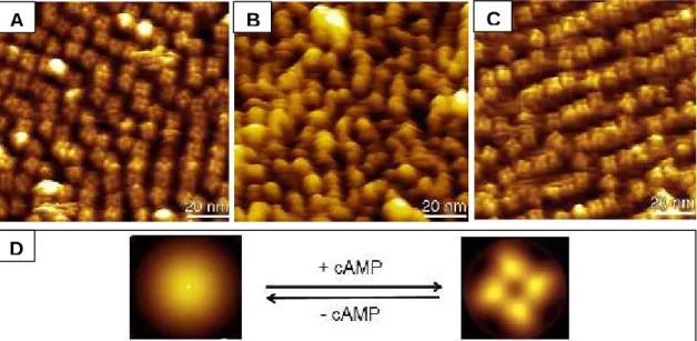Figure  3.5: AFM  images  of  MlotiK1  R348A-packed  membranes  prepared  in  the presence of cAMP (A) before, (B) after removal of cAMP and (C) after readdition of cAMP.