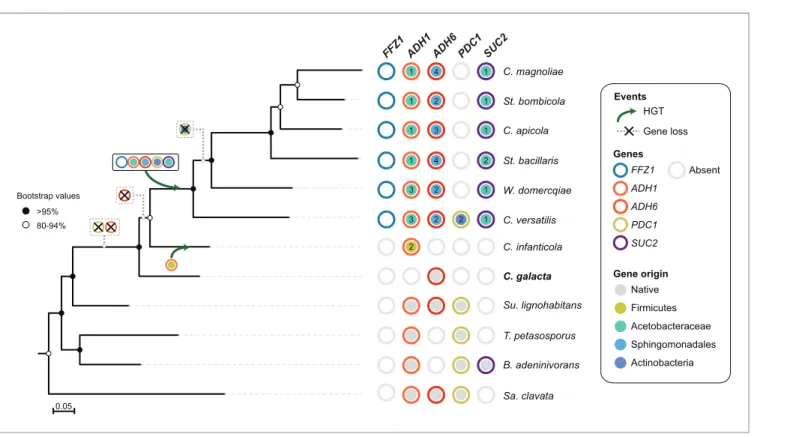 Figure 8. Loss and acquisition of sugar metabolism related genes in the W/S clade and closely related lineages
