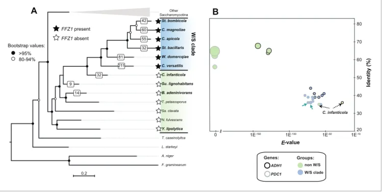 Figure 2. Maximum Likelihood phylogeny of Saccharomycotina (A) and tBLASTx results for alcoholic fermentation genes (B)