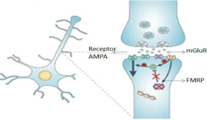 Figura 2 Inibição da síntese proteica resultante da estimulação do receptor de glutamato  metabotrópico1  (mGluR1) e consequente excessiva internalização do receptor α AMPA