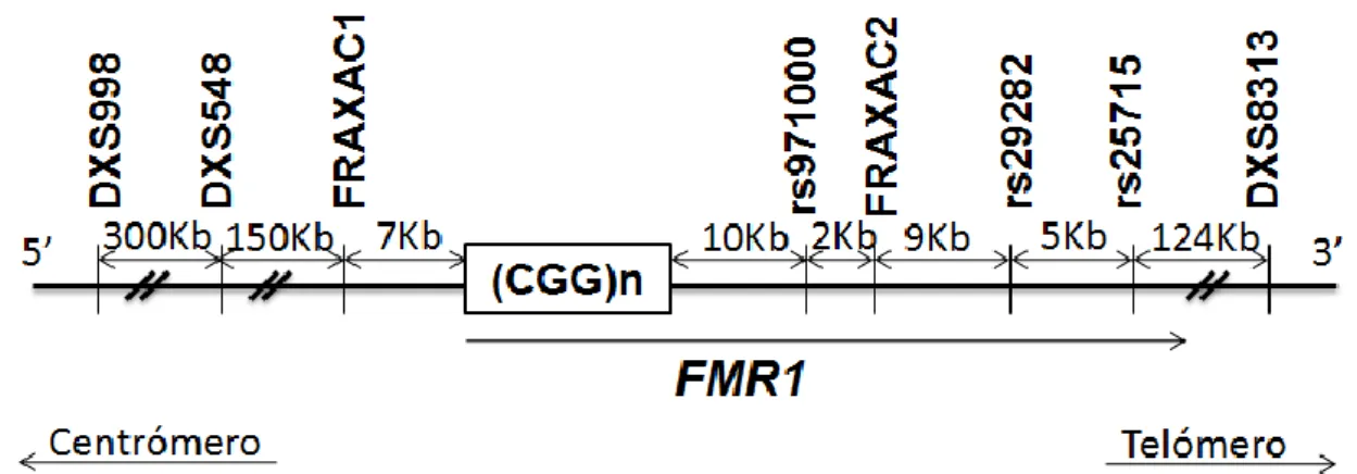 Figura 4 Localização dos marcadores moleculares relativamente à região polimórfica [CGG]