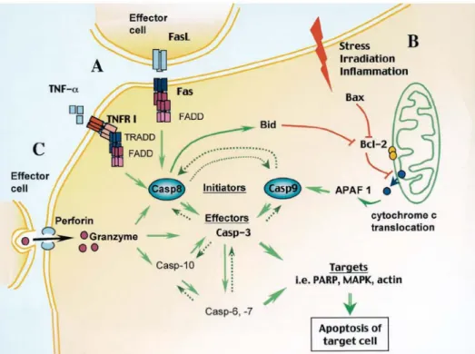 Fig. 2.3| Pathways of apoptosis. (A) Extrinsic or death receptor-mediated pathway. Extracellular molecules (TNF-α and  FasL) bind to TNFR family members (TNFRI and Fas, respectively)
