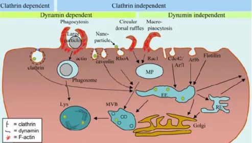 Figure  1  -  Illustrative  image  of  endocytic  pathways  and  intracellular  interactions