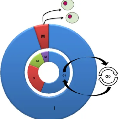 Figure 2 - Schematic representation of the cell cycle. Outer circle: I - interphase, M - mitosis