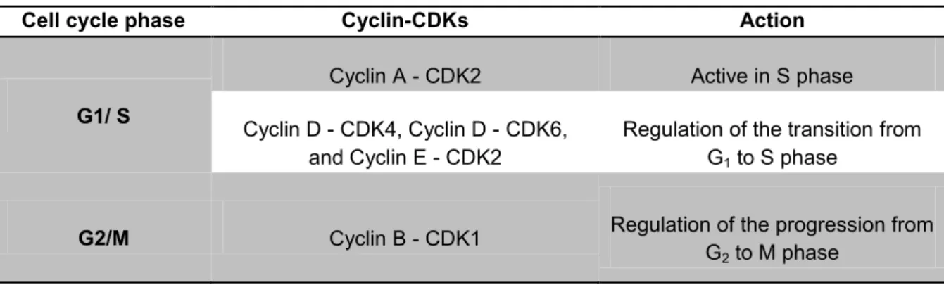 Table 8 - Cyclin and cyclin-dependent kinases (CDKs) involved in the cell cycle progression