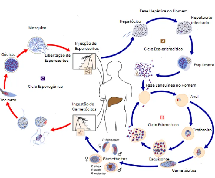 Figura 62 - Ciclo de vida dos parasitas Plasmodium. Adaptado de http://www.cdc.gov/malaria/about/biology/