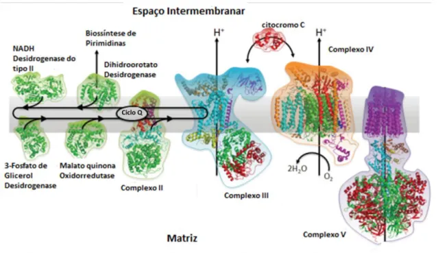 Figura 65 - Cadeia transportadora de Electrões na membrna mitocondrial dos parasitas Plasmodium