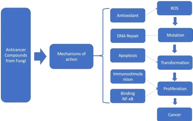 Figure 1-Mechanisms of action from the anticancer compounds from fungi (Wasser, 2014) 