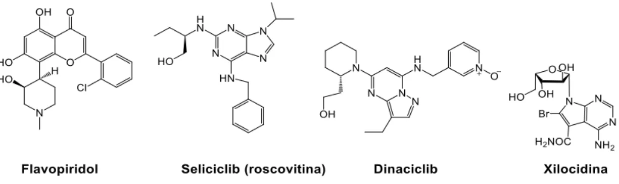 Figura 4: Inibidores de CDKs reportados na literatura: flavopiridol 17 , seliciclib (roscovitina) 18 ,  dinaciclib 19  e xilocidina 20 