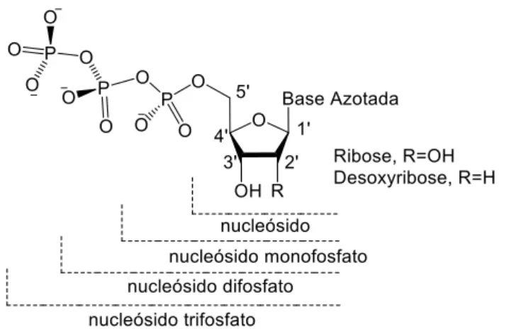 Figura 8: Representação das várias bases azotadas presentes nos nucleósidos naturais  Estas  moléculas  desempenham  um  papel  extremamente  importante  nos  processos  biológicos,  pois  os  nucleótidos  são  monómeros  do  DNA  e  RNA  que  contém  a  i