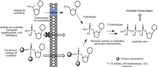 Figura 13: Exemplo de compostos utilizados como antivirais atualmente contendo grupos  fosfonato: cidofovir 49 , adefovir 50  e tenofovir disoproxil 51 