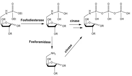 Figura 14: Representação da ação das fosfodiesterases, fosforamidases e cinases nos análogos de  nucleótidos contendo o grupo fosforamidato