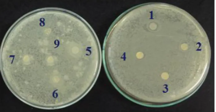 Figura 7- Placas de petri com filmes de amido frente à Sta- Sta-phylococcus aureus 