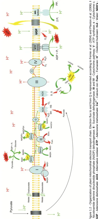 Figure 1.2 - Organization of plant mitochondrial electron transport chain. Electron flux to and from Q is represented according to Fernie et al