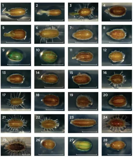 Figure  2.1  -  Daucus  mericarps  used  as  initial  explants  to  induce  calli  development  during  the  ISE  approach  (for  detailed  description and accession numbers see Table 2.1)