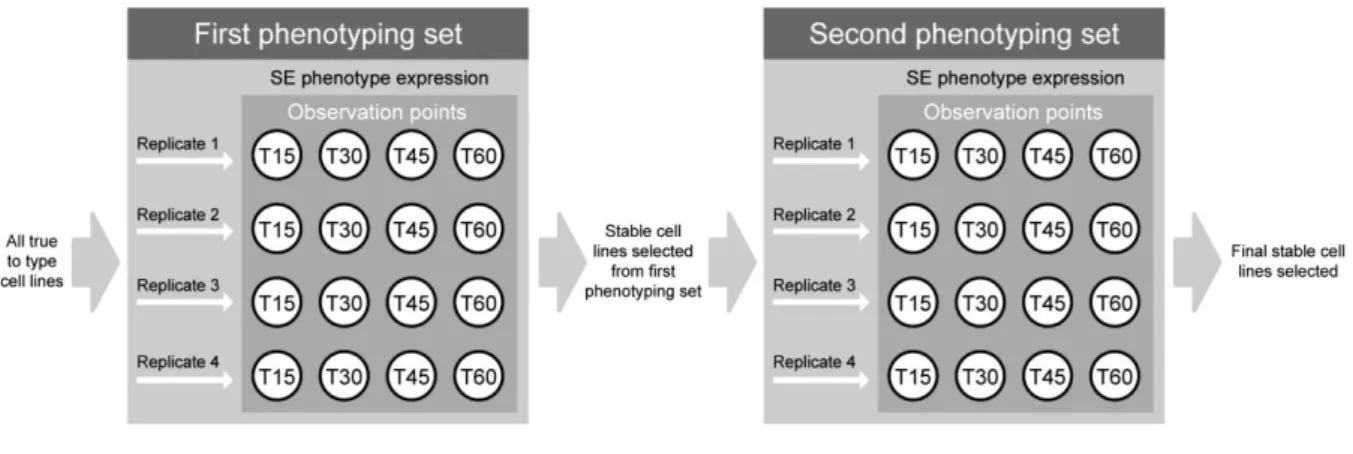 Figure  2.2  -  Schematic  representation  of  the  experimental  design  for  both  phenotyping  sets  performed  to  select  Daucus  cell  lines with stable SE efficiency phenotype