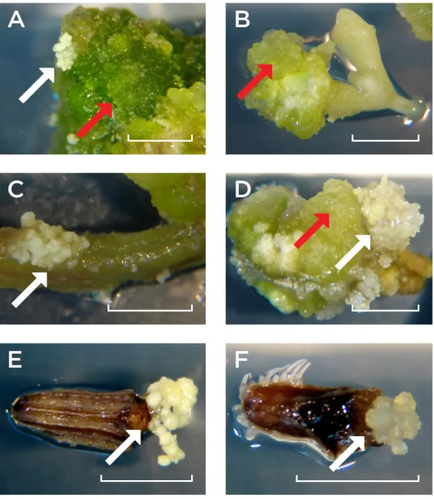 Figure 3.1 - Calli development on seedling tissues (A, B, C and D) and mericarp internal tissues (E and F) during the induction  phase