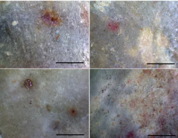 Fig. 14 - Aspecto microscópico (x50) do sílex utilizado nos  artefactos de pedra lascada da «sepultura» de Sobral do  Martim Afonso