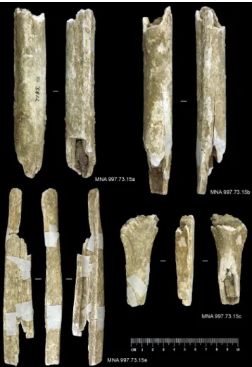 Fig. 18 - Exemplos do espólio osteológico recolhido na 