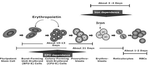 Figura 4 - Ação da EPO na maturação das células progenitoras eritroides. Adaptado de Besarab et al, 2009