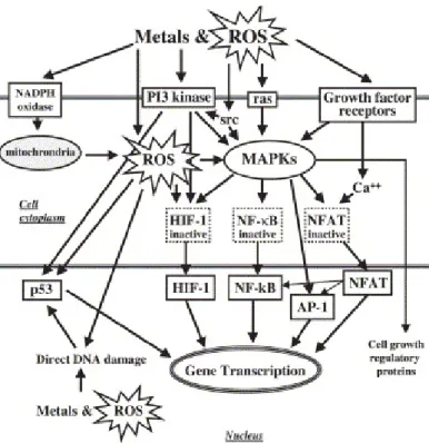 Figure 6. Interactions between metal-induced proteins and ROS (adapted from Leonard et al., 2004)