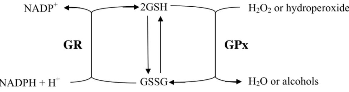 Figure 7. Schematic representation of the glutathione redox cycle. 