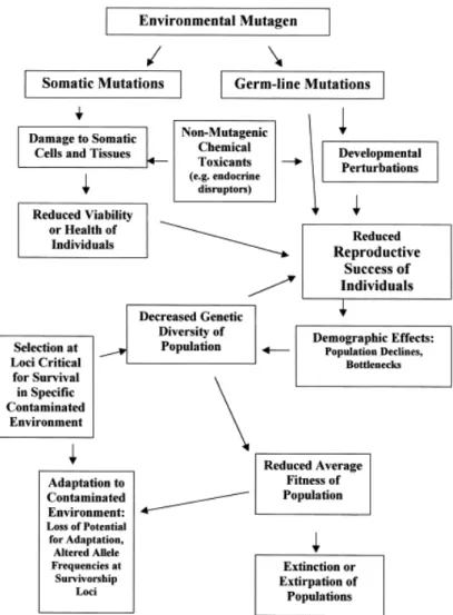 Figure 10. Model to illustrate the interrelationship among factors related to chemical pollution of the  environment and the different levels of organization (adapted from Bickham et al., 2000)