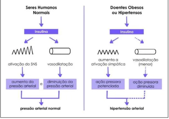Figura 7 – Ação da Insulina em seres humanos normais, obesos ou hipertensos (adaptado de Norman Kaplan, 2ª edição)