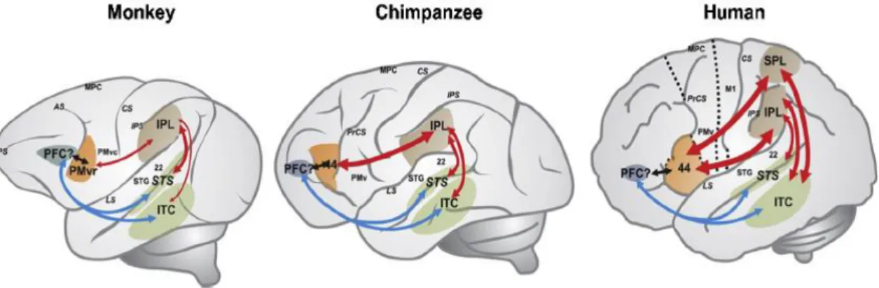 Figura 1. 3: Representação esquemática dos circuitos neuronais de compreensão e imitação da ação em  macacos, chimpanzés e humanos