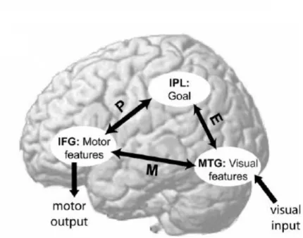 Figura  1.5:  Modelo  EP-M  (“Emultation  Process-  Mimicry”).  Via  M  -  conexão  direta  entre  IFG  (giro  frontal inferior) com MTG (giro temporal medial)