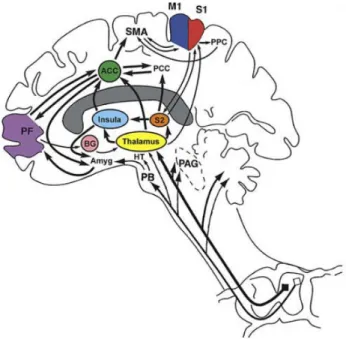 Figure  1:  Cortical  and  subcortical  brain  regions  related  do  pain  perception  and  their  connections (from Apkarian et al.,  2005)