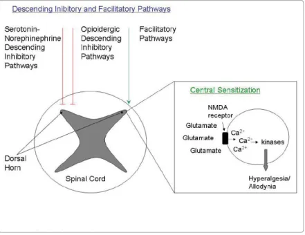 Figure 5: Neurochemical control of the descending pain modulatory system (from Lee et  al., 2011)