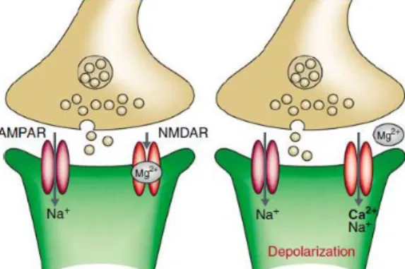 Figure 1  |Model of synaptic transmission at excitatory synapses (Citri and Malenka, 2008) 