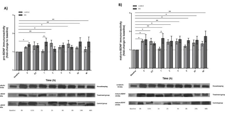 Figure 10 | Temporal changes in BDNF protein levels after treatment with kainic acid : A) pro-BDNF immunoreactivity; B) mature-BDNF  immunoreactivity