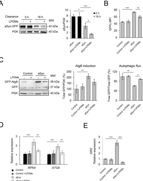 Figure 3.  A. unedo LPDMs increase the clearance of aSyn by promoting autophagy and proteasomal function